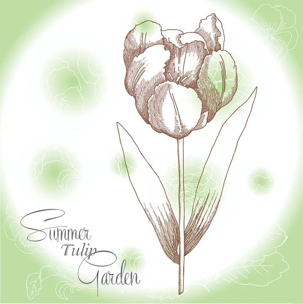 Fond vert avec une tulipe — Image vectorielle
