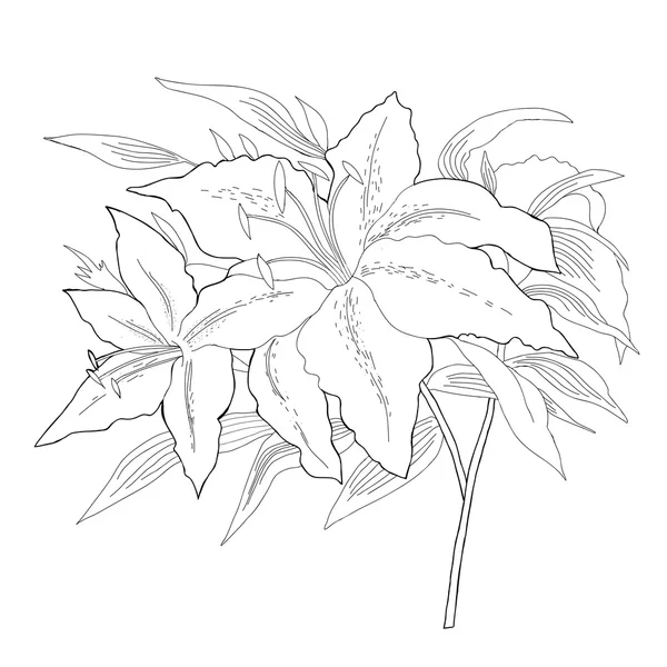 Lilies.sketch svart och vitt — Stock vektor