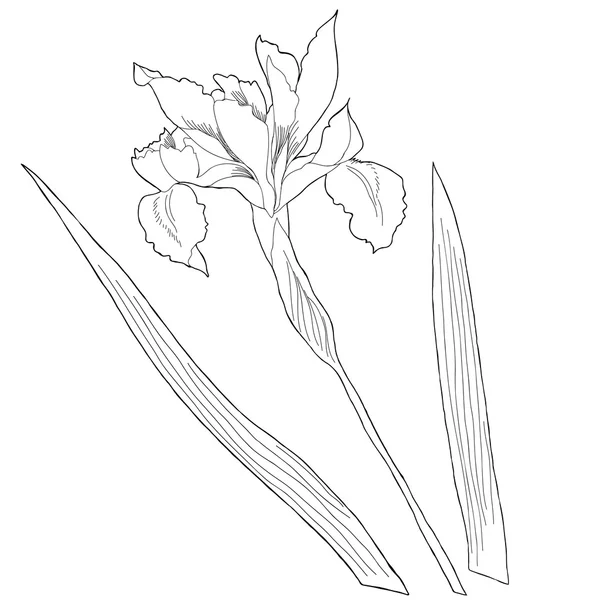 Un iris.Sketch blanco y negro — Archivo Imágenes Vectoriales