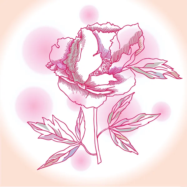 Une pivoine rose — Image vectorielle