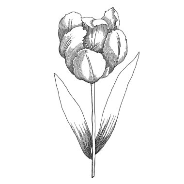 Tulipe kroki siyah ve beyaz