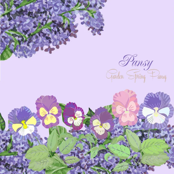 Background with pansies and lilac — Stock Vector