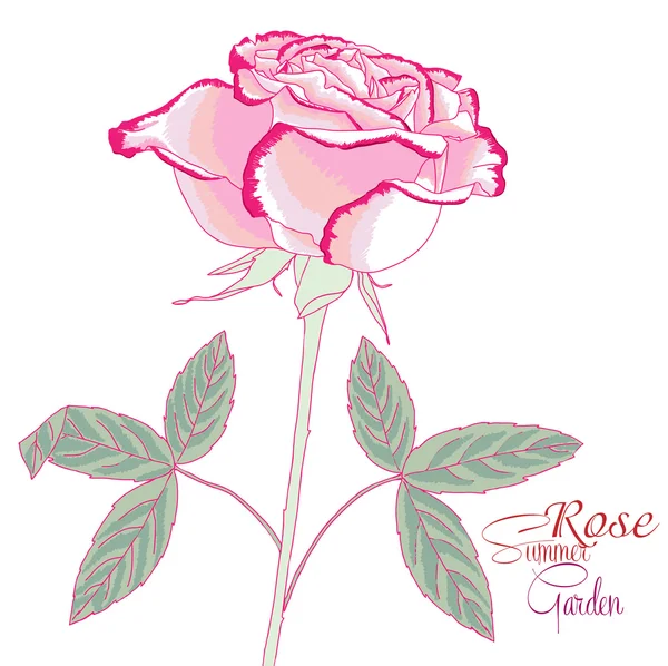 Rosa rosa sobre fondo blanco — Archivo Imágenes Vectoriales