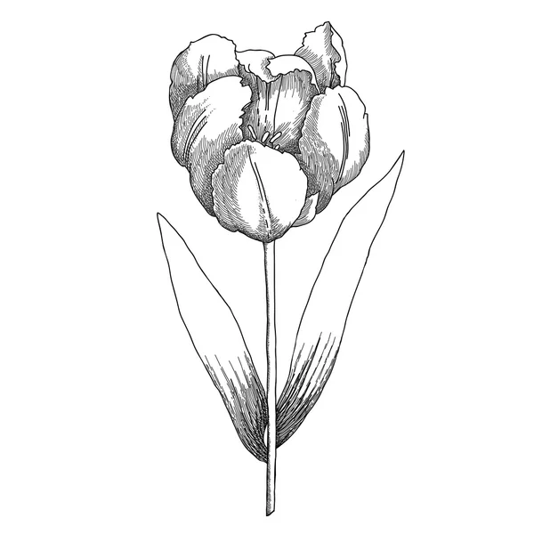 Bosquejo Tulipe blanco y negro — Archivo Imágenes Vectoriales