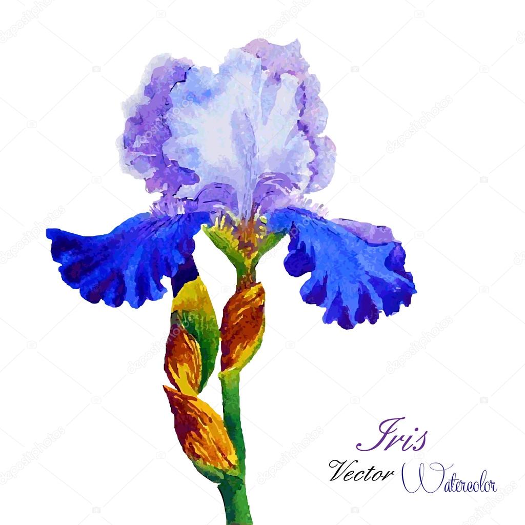 Iris watercolor Stock Illustration by ©piyasheva 53087335