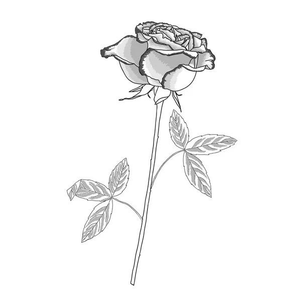 Croquis rose noir et blanc — Image vectorielle