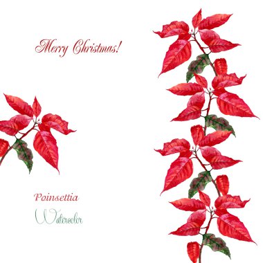 Arka plan ile kırmızı poinsettia3-06