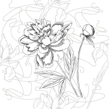 Seamless modeli siyah beyaz. Peonies ve Iris