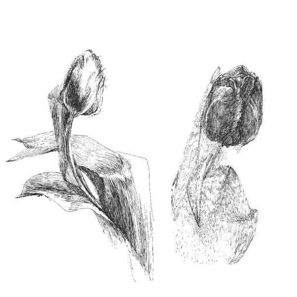 Tulip flowers sketch — Stock Vector