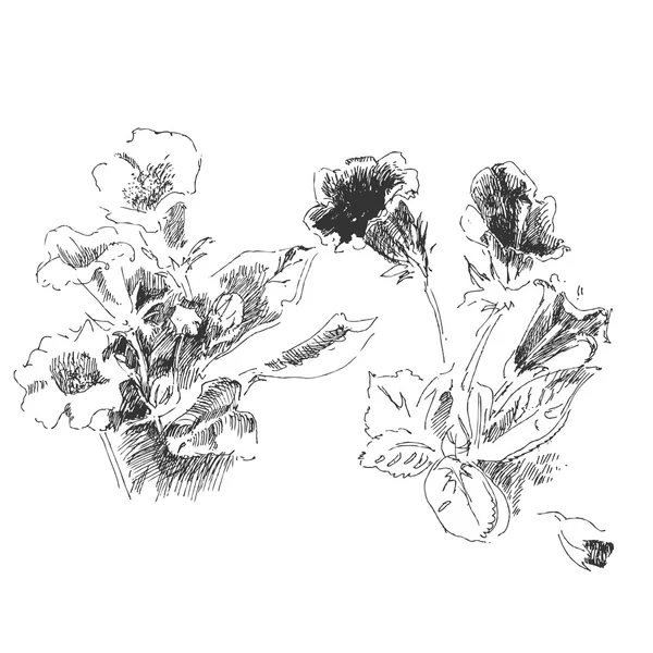 Gloxinia blommor skiss — Stockfoto