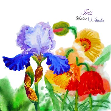 Haşhaş ve çiçeklerle suluboya arka plan