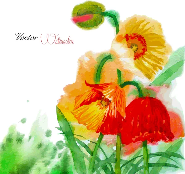 Akvarell bakgrunden med vallmo och blommor — Stock vektor