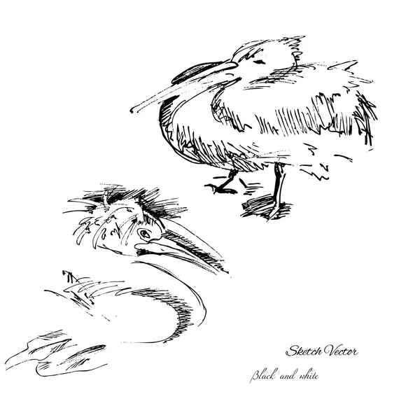 Schiță pelicană — Vector de stoc