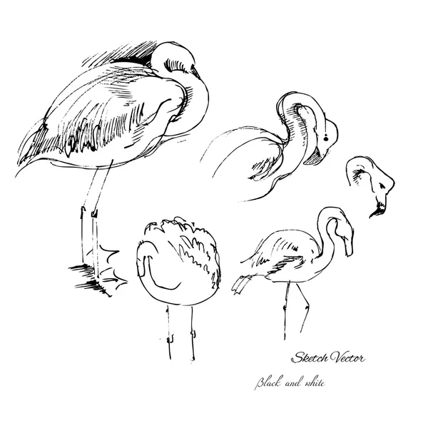 Flamingo schiță — Vector de stoc