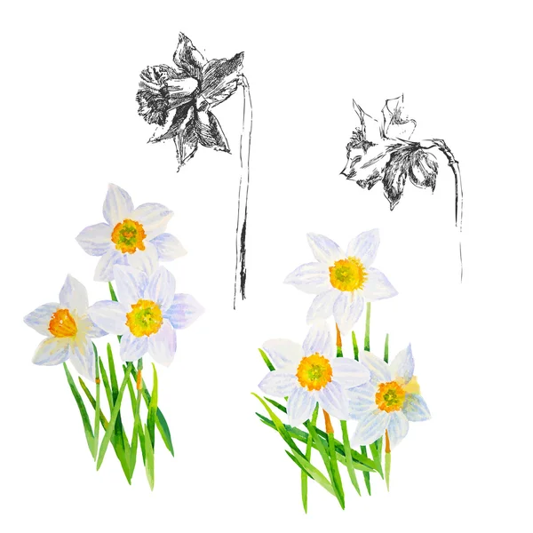 Achtergrond met Narcissuses — Stockvector