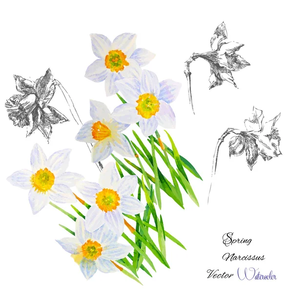 Background with Narcissuses — Stock Vector