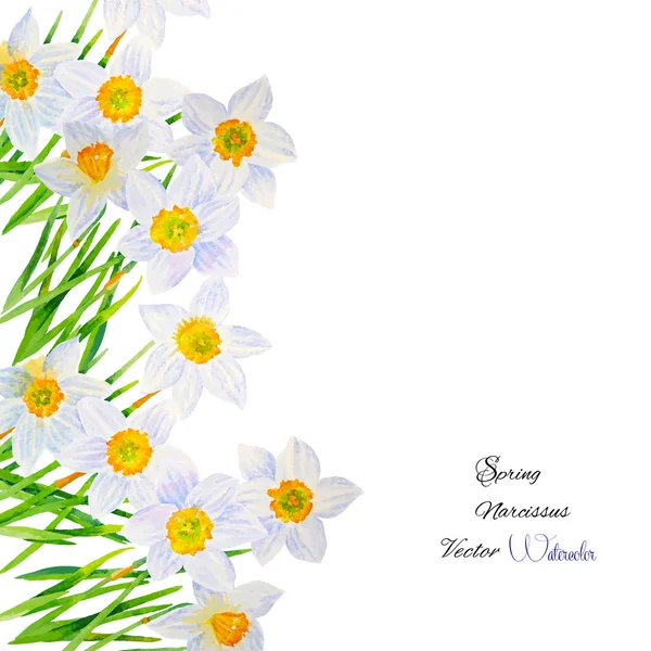 Background with Narcissuses-04 — Stock Vector