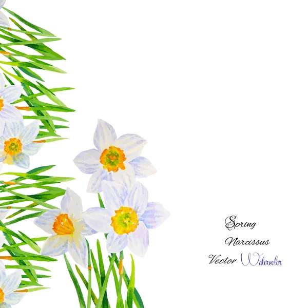 Antecedentes con Narcissuses1-04 — Archivo Imágenes Vectoriales