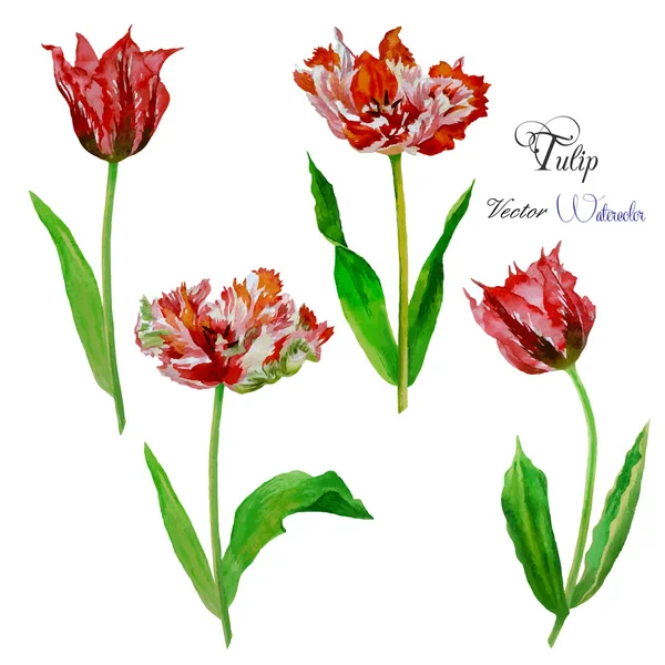 Tulpen aquarel — Stockvector