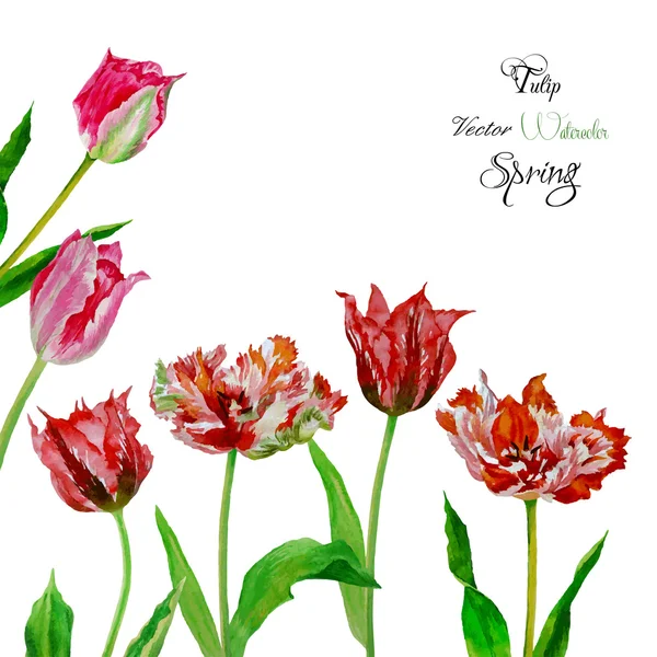 Pozadí s kyticí tulips2-02 — Stockový vektor