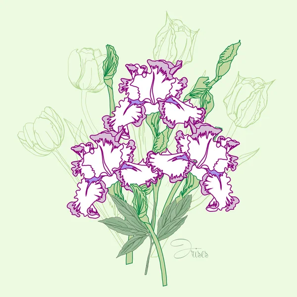 Bouquet  with three irises — Stock Vector