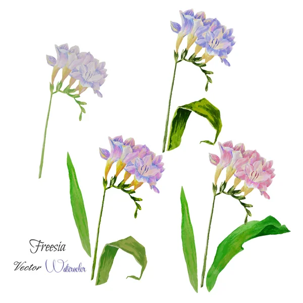 Fleurs freesia printemps — Image vectorielle