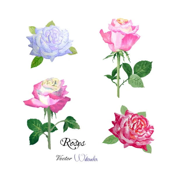 Rosas acuarela flores — Archivo Imágenes Vectoriales