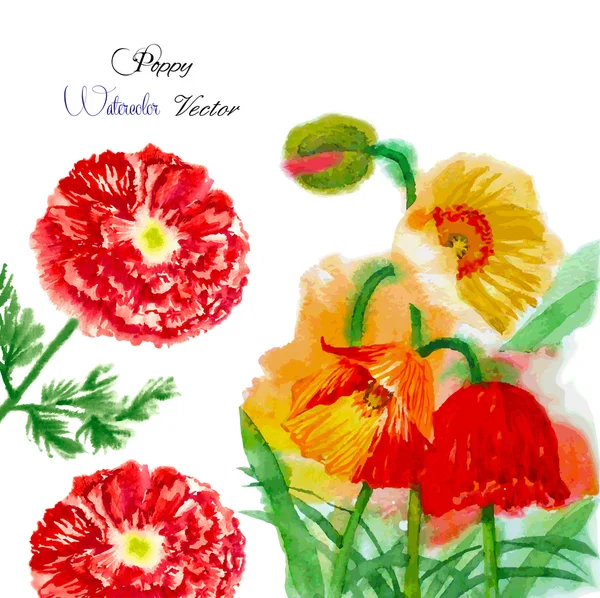 Aquarel achtergrond met rode papaver-04 — Stockvector