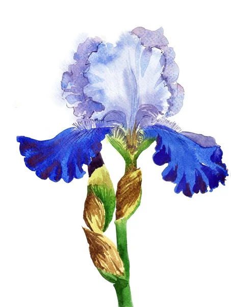 Blue White Iris Watercolor — Stock Photo, Image