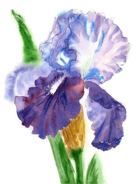 Blau weiße Iris Aquarell — Stockfoto