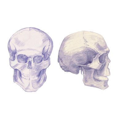 Çizim kafatasları ve kemikleri