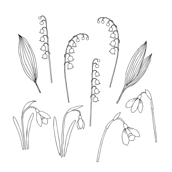 Liljekonvaljer och vårblommor — Stock vektor