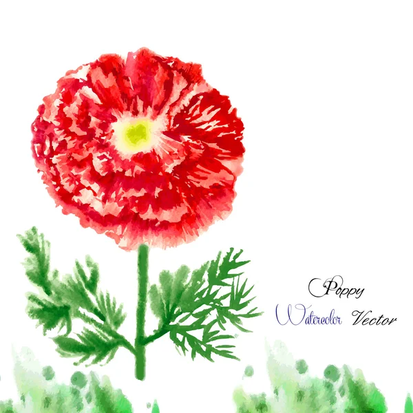 Fondo de acuarela con amapola roja-06 — Vector de stock