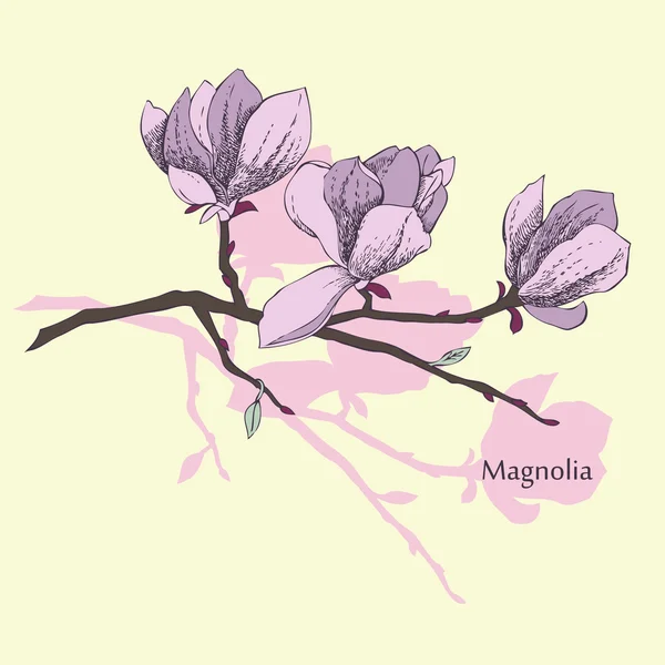 Magnolia — Archivo Imágenes Vectoriales