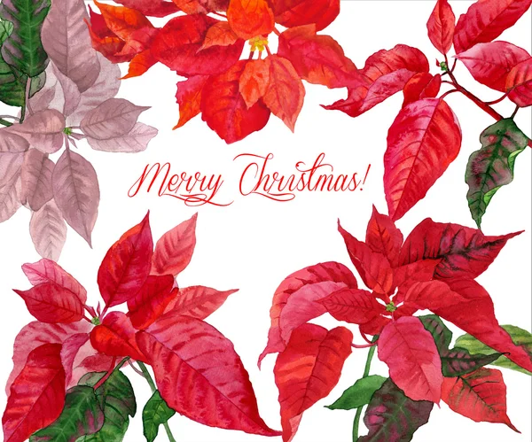 Christmas background with  poinsettia. Illustration — Stock Photo, Image