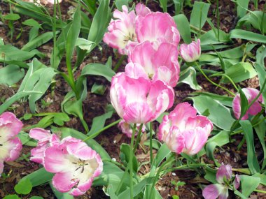  Bahar bahçesi çiçekleri 