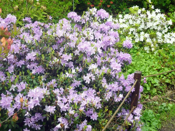Wiosenne kwiaty ogrodowe — Zdjęcie stockowe
