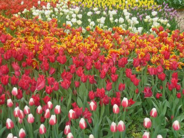  Bahar bahçesi çiçekleri 