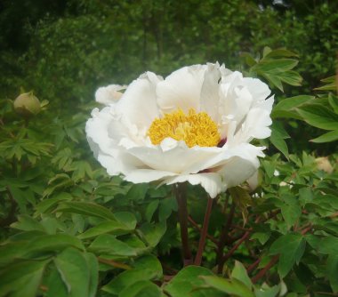  Bahar bahçesi çiçekleri 