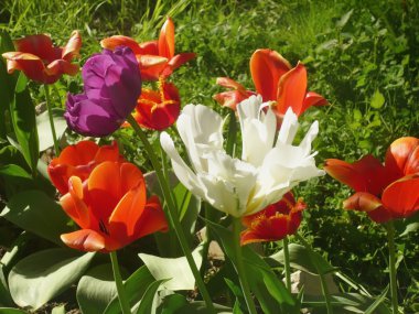  Renkli Bahçe çiçek bahar 