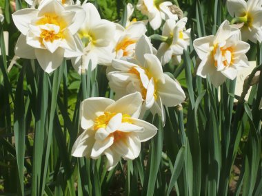  Renkli Bahçe çiçek bahar 