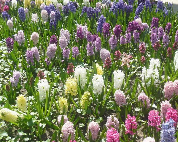 Kolorowe Kwiaty ogrodowe wiosna — Zdjęcie stockowe