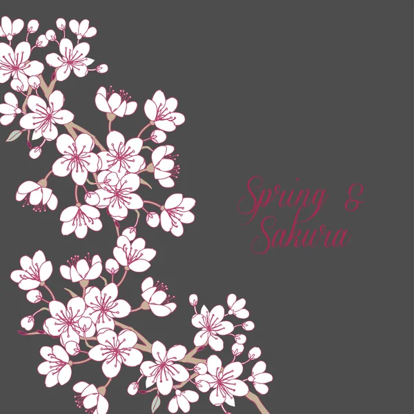 Sakura háttér — Stock Vector