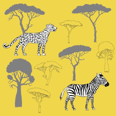 Leopar, zebra ve savana ağaçları