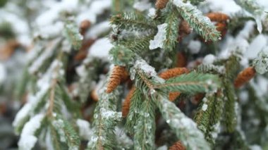 koni ile karla kaplı ladin dalları