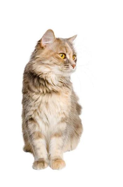 Calico cat turning head — Stock Photo, Image