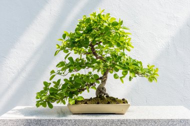 Euonymus fortunei Bonsai 