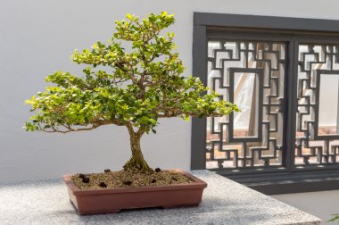 Çin Şimşir Bonsai