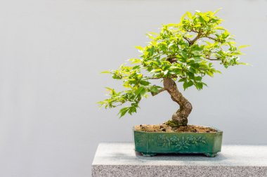 Kurile kiraz ağacı bonsai 