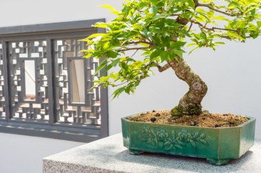Kurile kiraz ağacı bonsai 